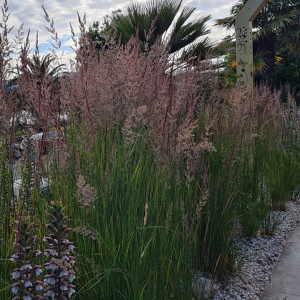 Calamagrostis / Lendrūnas KARL FOERSTER