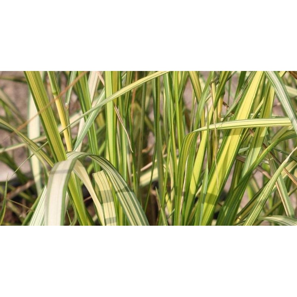 Calamagrostis acutiflora / Lendrūnas smailiažiedis ENGLAND