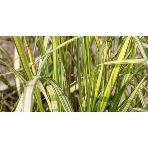 Calamagrostis acutiflora / Lendrūnas smailiažiedis ENGLAND