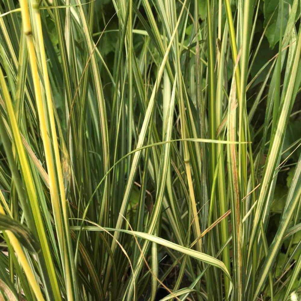 Calamagrostis acutiflora / Lendrūnas smailiažiedis ENGLAND