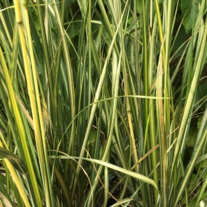 Calamagrostis acutiflora / Lendrūnas smailiažiedis ENGLAND