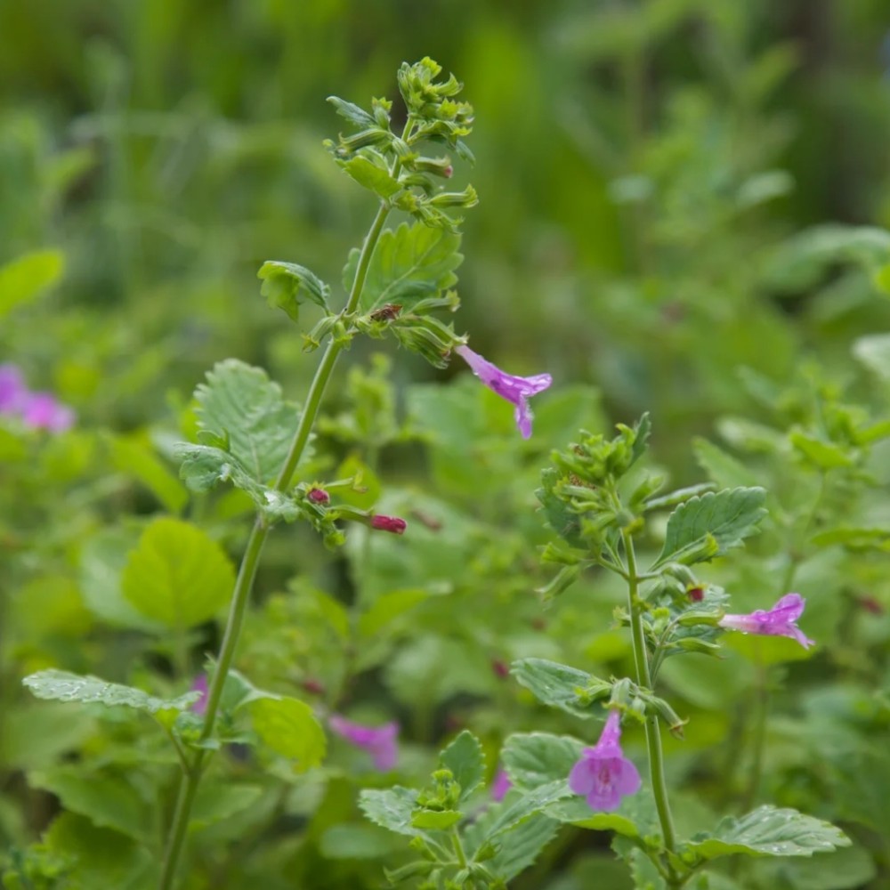 Calamintha grandiflora / Stambiažiedė girmėtė