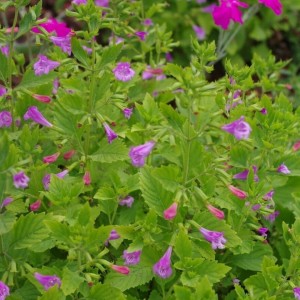 Calamintha grandiflora / Stambiažiedė girmėtė