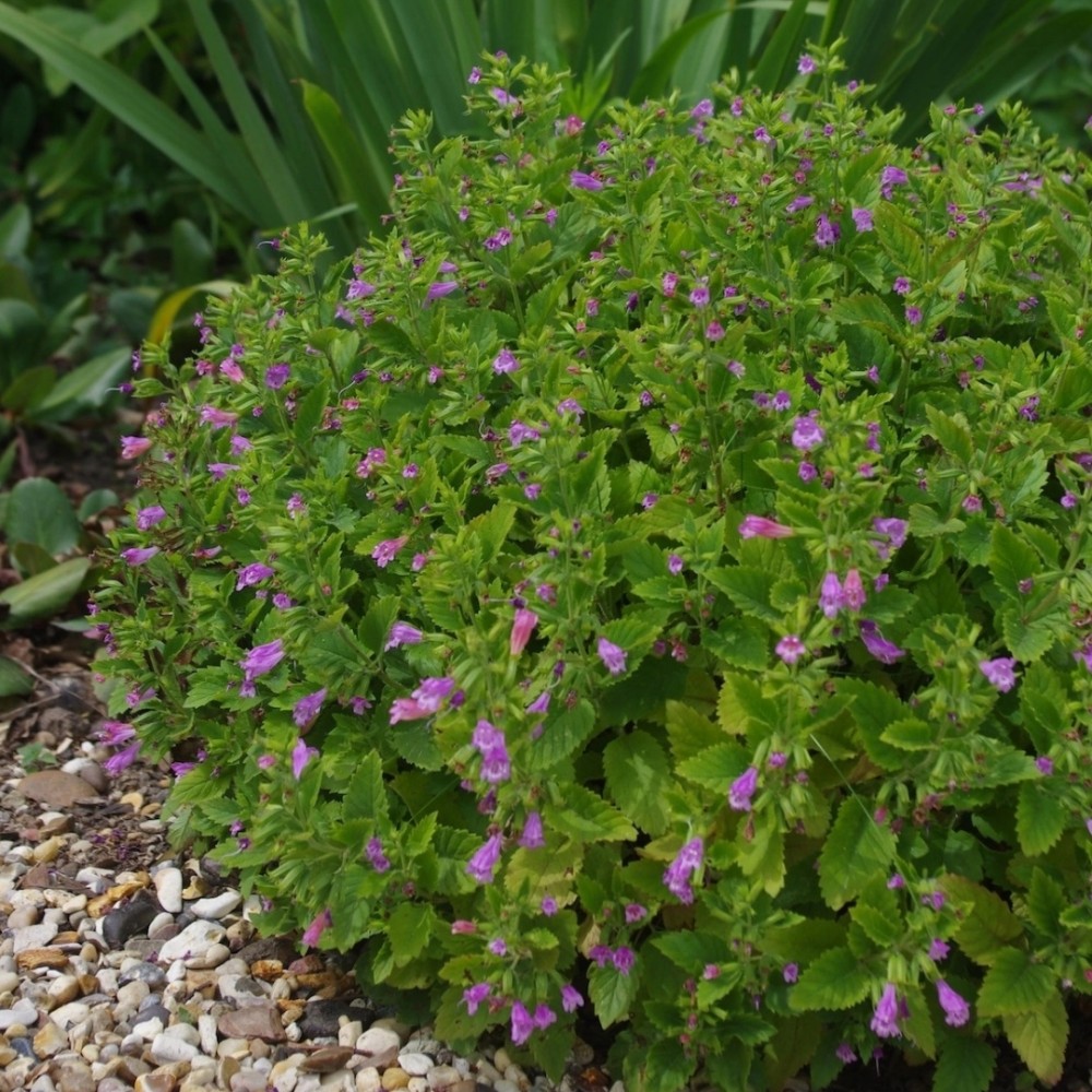 Calamintha grandiflora / Stambiažiedė girmėtė