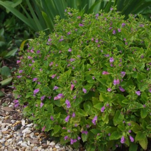Calamintha grandiflora / Stambiažiedė girmėtė