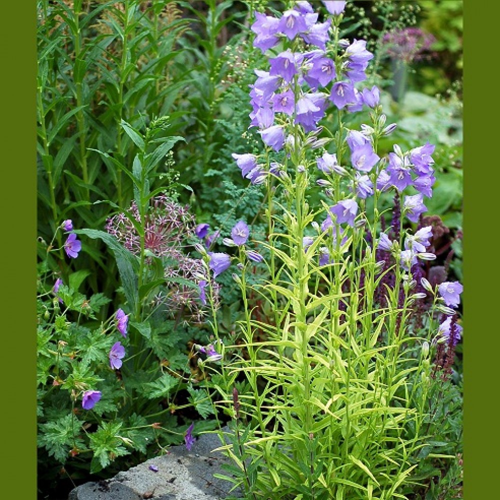 Campanula / Katilėlis BLUE EYED BLONDE