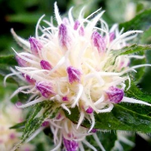 Campanula / Katilėlis GENTI TWISTERBELL