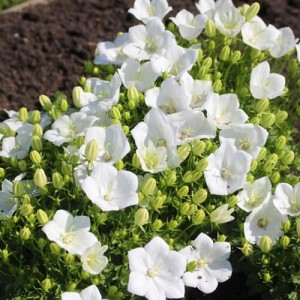 Campanula / Katilėlis PEARL WHITE