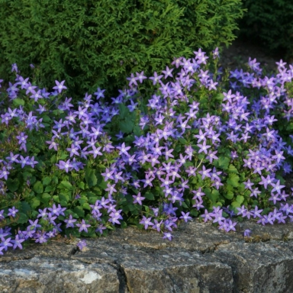 Campanula / Katilėlis STELLA