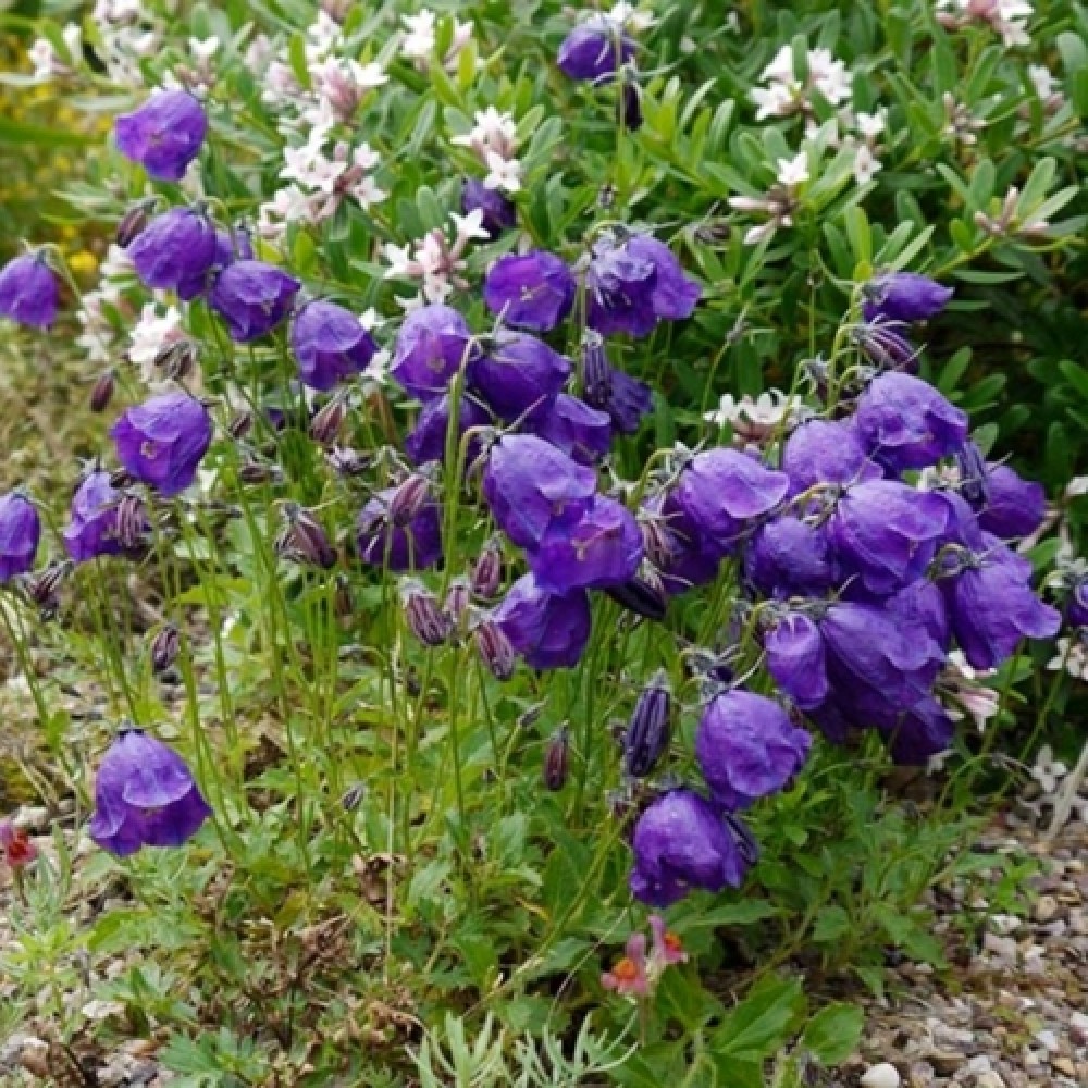 Campanula / Katilėlis G.F. WILSON