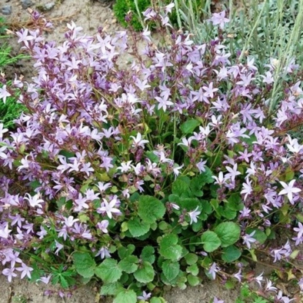 Campanula / Katilėlis LISDUGGAN VARIETY