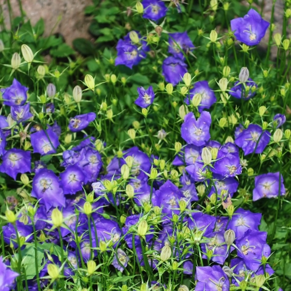 Campanula / Katilėlis PEARL DEEP BLUE