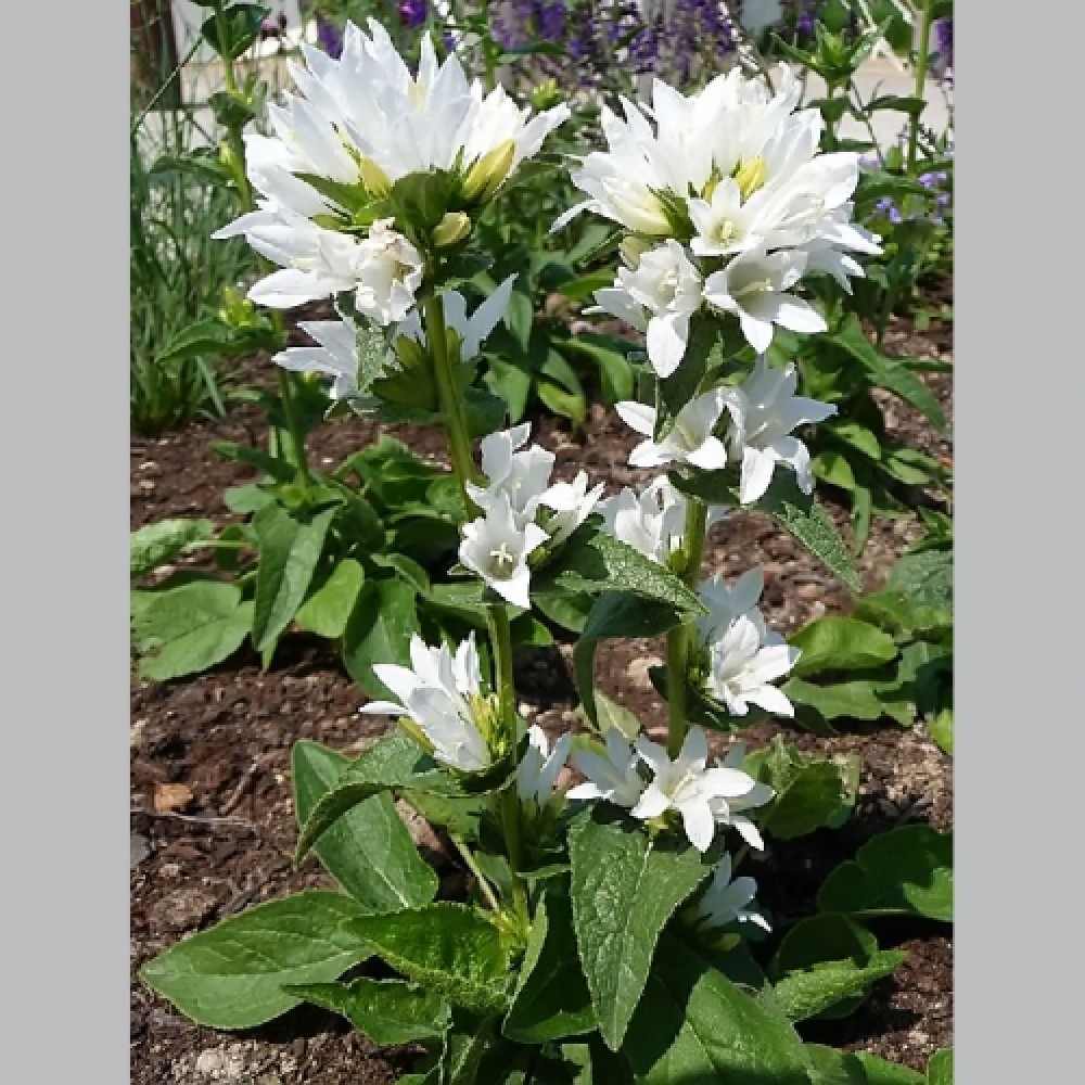 Campanula glomerata / Katilėlis ALBA