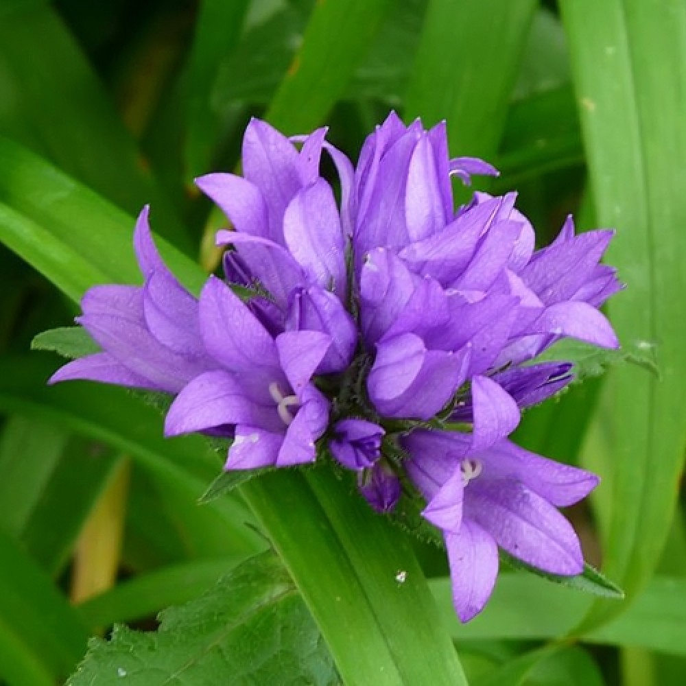 Campanula / Katilėlis ACAULIS