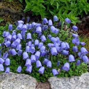Campanula / Katilėlis BABY BLUE