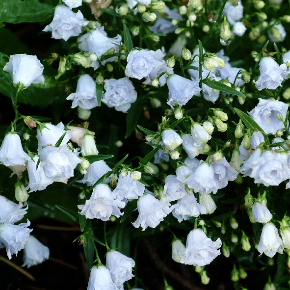 Campanula / Katilėlis ELIZABETH OLIVER
