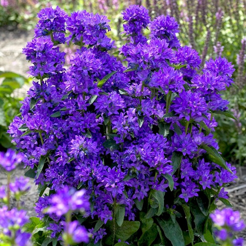 Campanula / Katilėlis FREYA