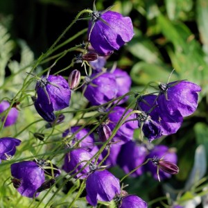 Campanula / Katilėlis G.F. WILSON