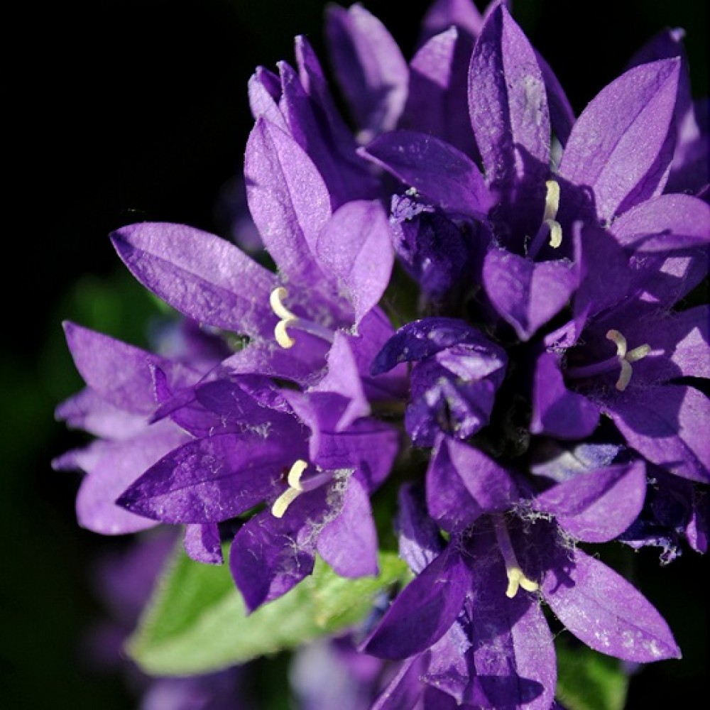 Campanula / Katilėlis GENTI TWISTERBELL