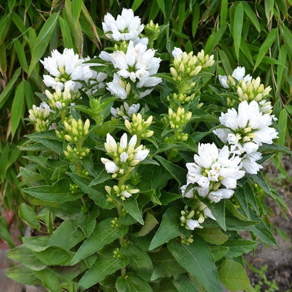 Campanula / Katilėlis GENTI WHITE