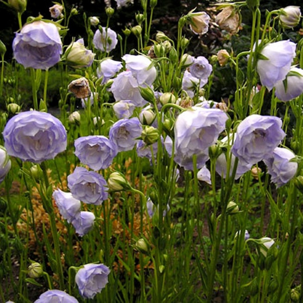 Campanula / Katilėlis LA BELLO