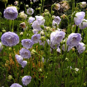 Campanula / Katilėlis LA BELLO