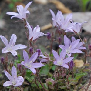 Campanula / Katilėlis LISDUGGAN VARIETY