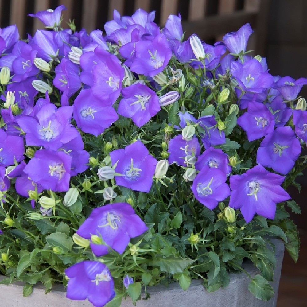 Campanula / Katilėlis PEARL DEEP BLUE
