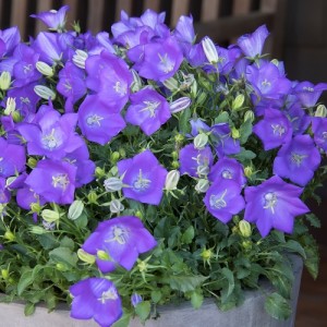 Campanula / Katilėlis PEARL DEEP BLUE