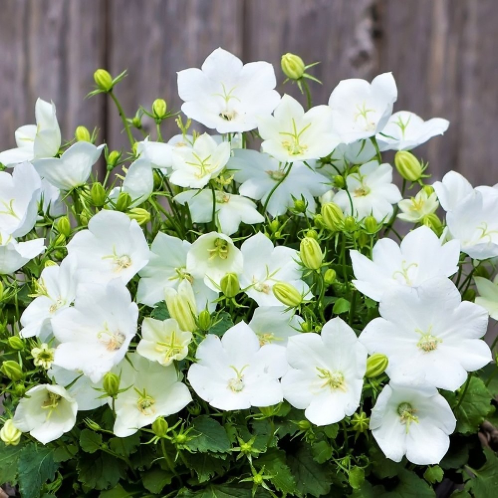 Campanula / Katilėlis PEARL WHITE