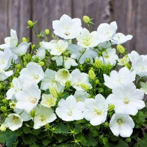 Campanula / Katilėlis PEARL WHITE