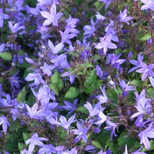 Campanula / Katilėlis STELLA