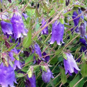 Campanula / Katilėlis SUMMERTIME BLUES