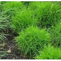 Carex / Viksva LITTLE MIDGE