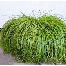 Carex / Viksva THE BEATLES