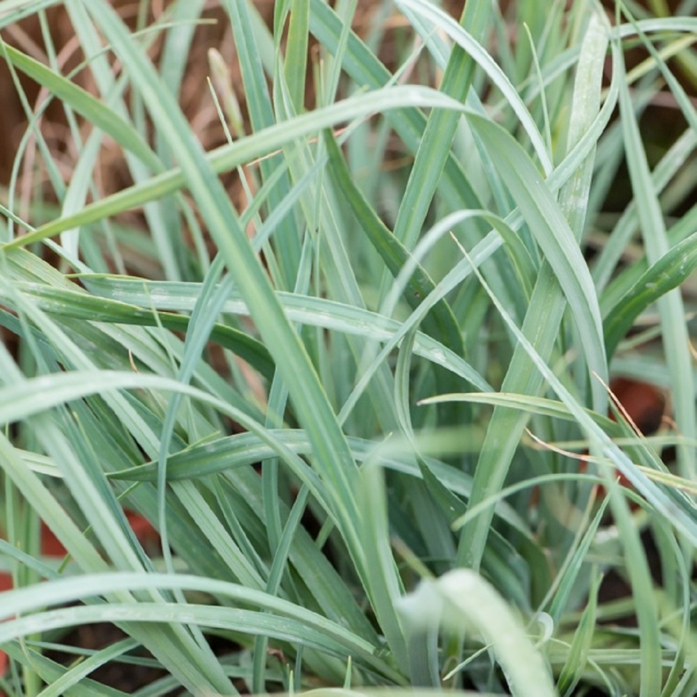 Carex / Viksva PAMIRA