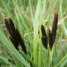 Carex acutiformus / Pelkinė viksva 