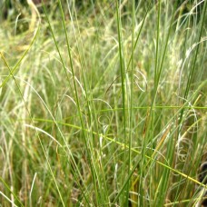 Carex buch.  / Viksva GREEN TWIST
