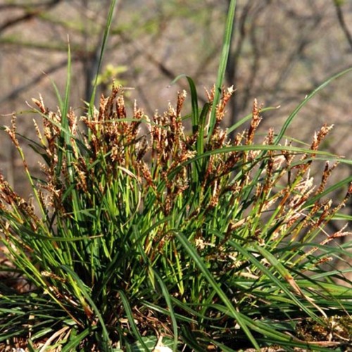 Carex digitata / Pirštuotoji Viksva 