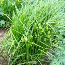 Carex grayi / Buožiškoji viksva 