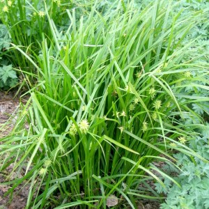 Carex grayi / Buožiškoji viksva