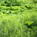 Carex muskingumensis / Palminė viksva 