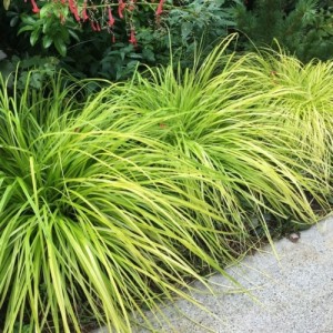 Carex oshim. / Viksva EVERILLO