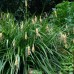 Carex pendula / Svyrančioji viksva
