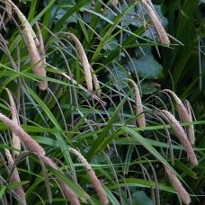 Carex pendula / Svyrančioji viksva 