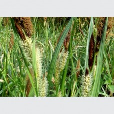 Carex riparia / Pakrantinė viksva