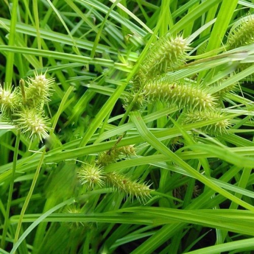 Carex lurida / Blyškioji viksva