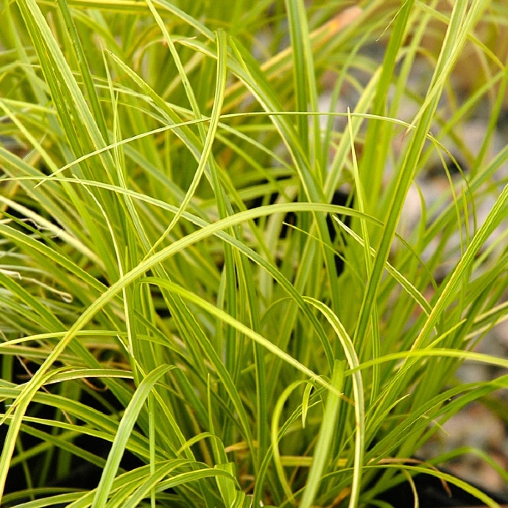 Carex oshim. / Viksva EVERILLO