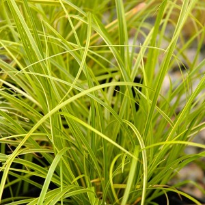 Carex oshim. / Viksva EVERILLO