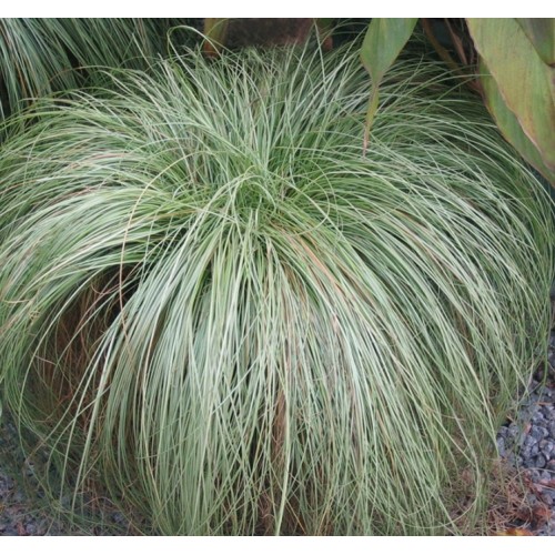 Carex / Viksva FROSTED CURLS